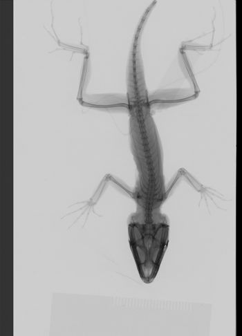 Media type: image;   Herpetology R-189248